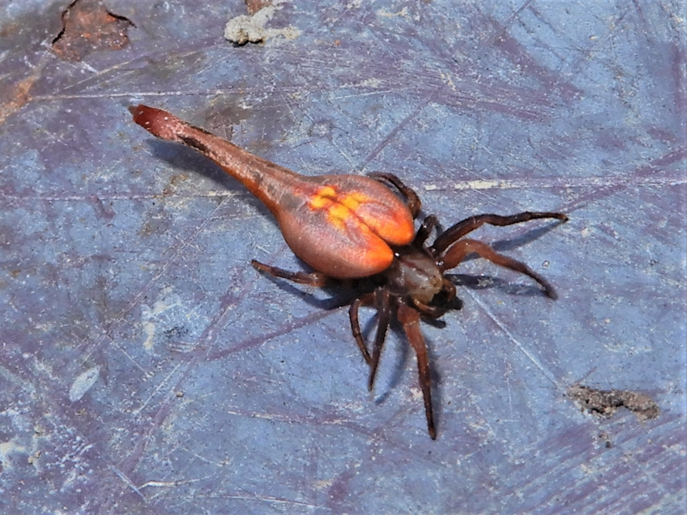 Скорпионохвостый паук: удивительная «химера» смешала в себе паука и скорпиона
