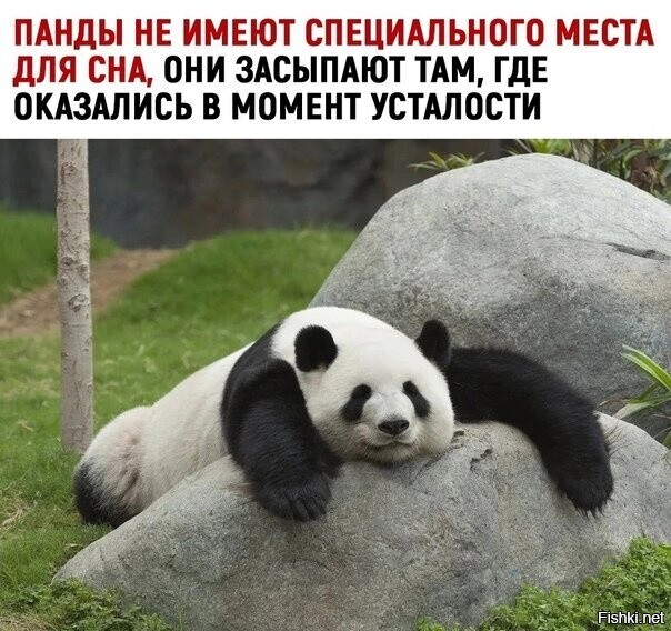 Все мы иногда панда