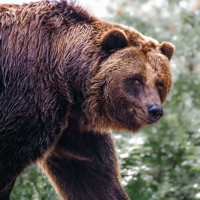 28. Снимок медведя на Аляске