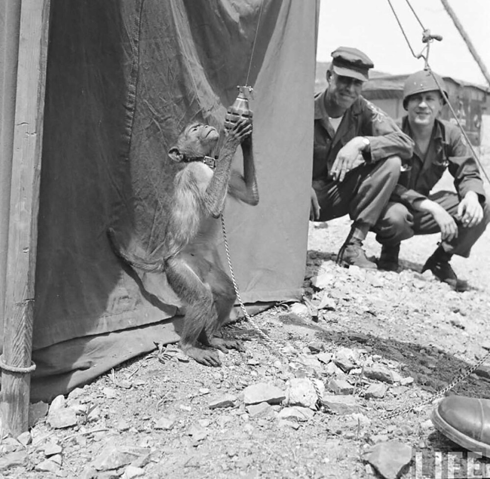 "Обезьяна с гранатой!". Американские морпехи в Корее, май 1951 год