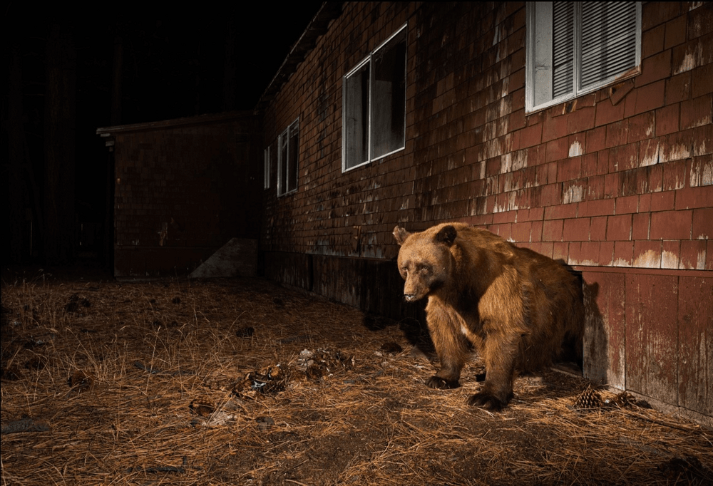 15 работ американского фотографа, которые показывают то, как дикие животные умудряются уживаться с людьми
