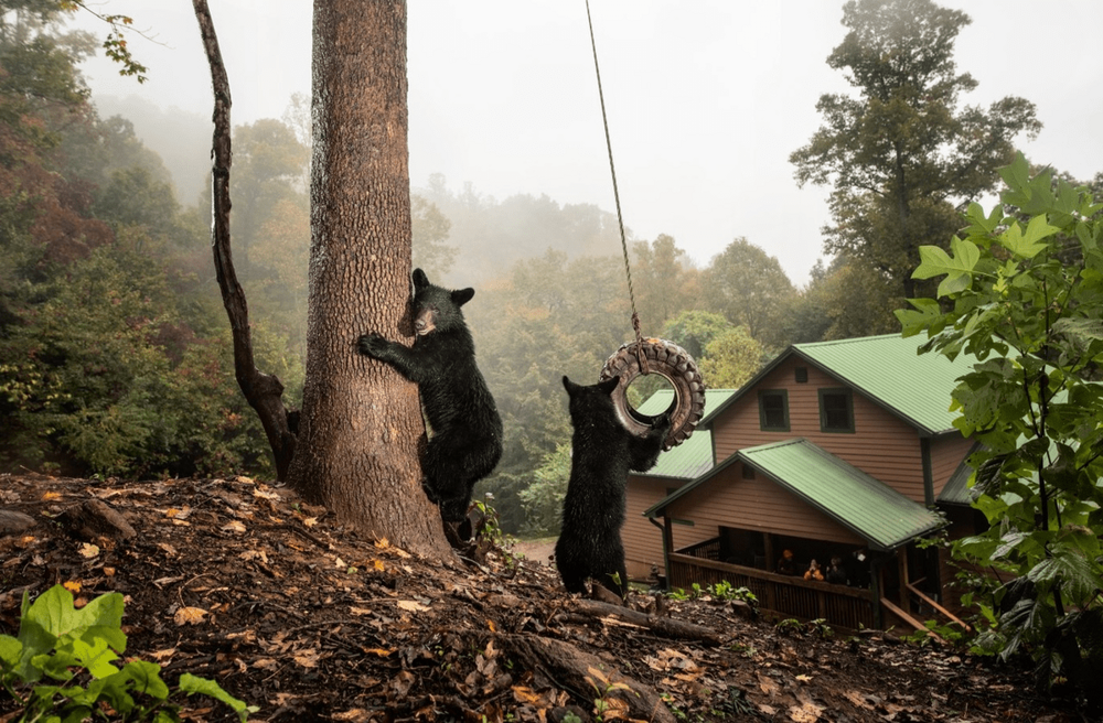 15 работ американского фотографа, которые показывают то, как дикие животные умудряются уживаться с людьми