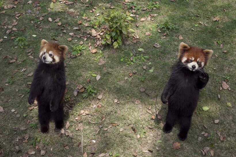 Как малые панды приветствуют друг друга