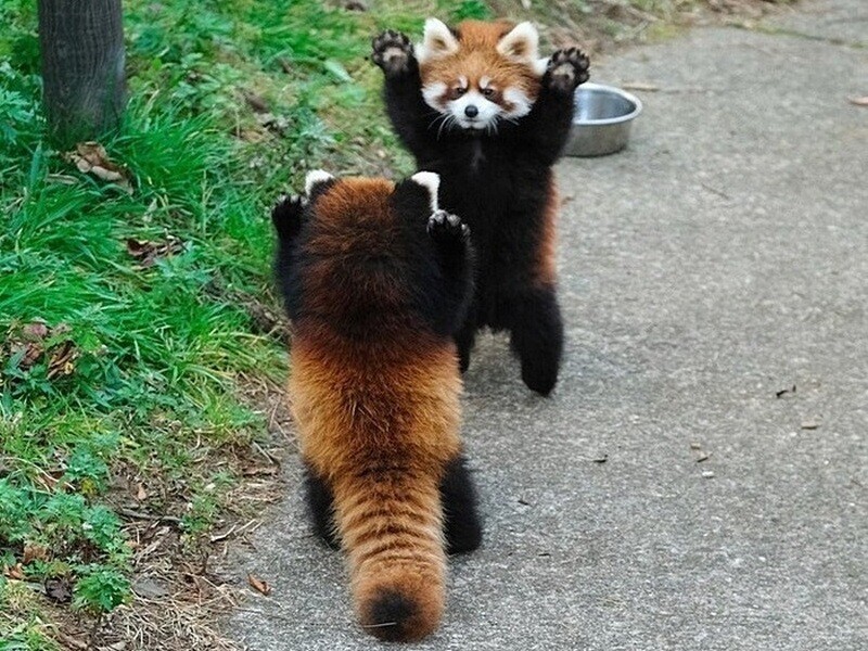 Как малые панды приветствуют друг друга