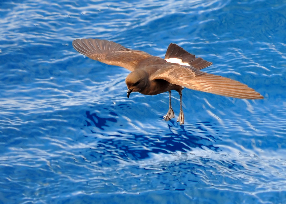 Британская качурка: Самая маленькая (и вонючая) морская птица. Кажется заурядной, но имеет реально интересные фишки