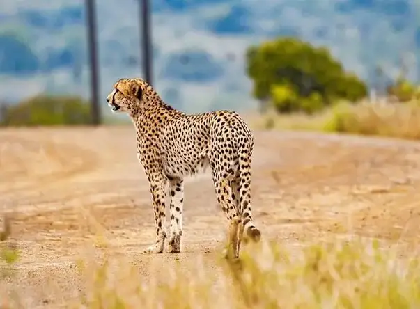 5. Гепарды считаются самыми быстрыми наземными животными. Их максимальная скорость - 120 км/ч. Они обладают уникальным строением тела (гибкий позвоночник, цепкие когти, большие ноздри), благодаря которому они бегают на таких высоких скоростях