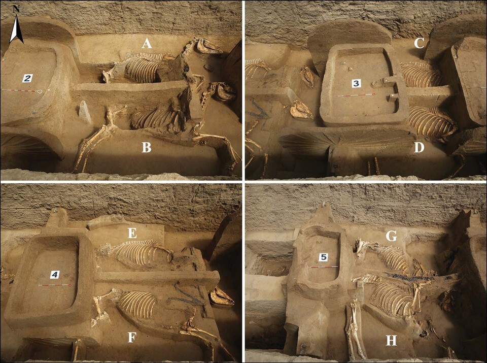 Древние колесницы с запряженными конями раскопали в Китае