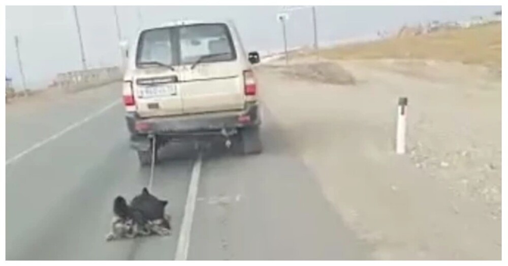 В Забайкальском крае живодёры тащили пса на цепи за машиной, пока их не остановил неравнодушный мужик