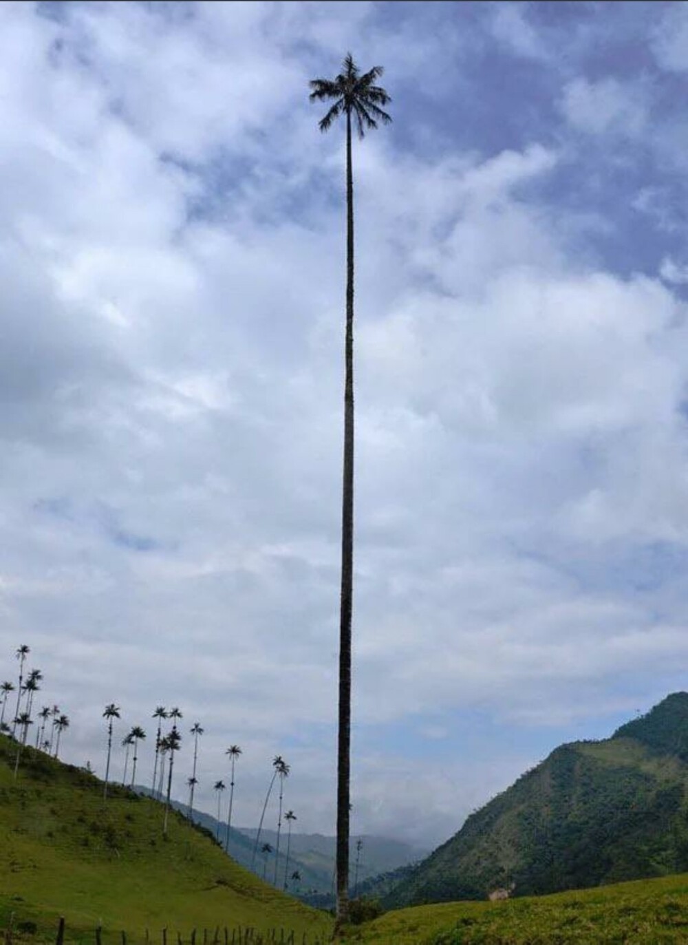 9. Самая высокая пальма в мире находится в Колумбии. Ее высота составляет 60 м, и она достаточно крепкая, чтобы выдерживать сильный ветер