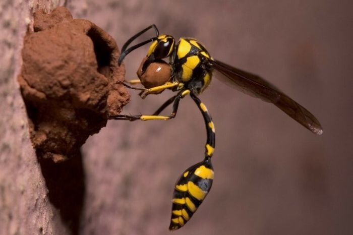 189 человек погибли из-за гнезда тропической осы