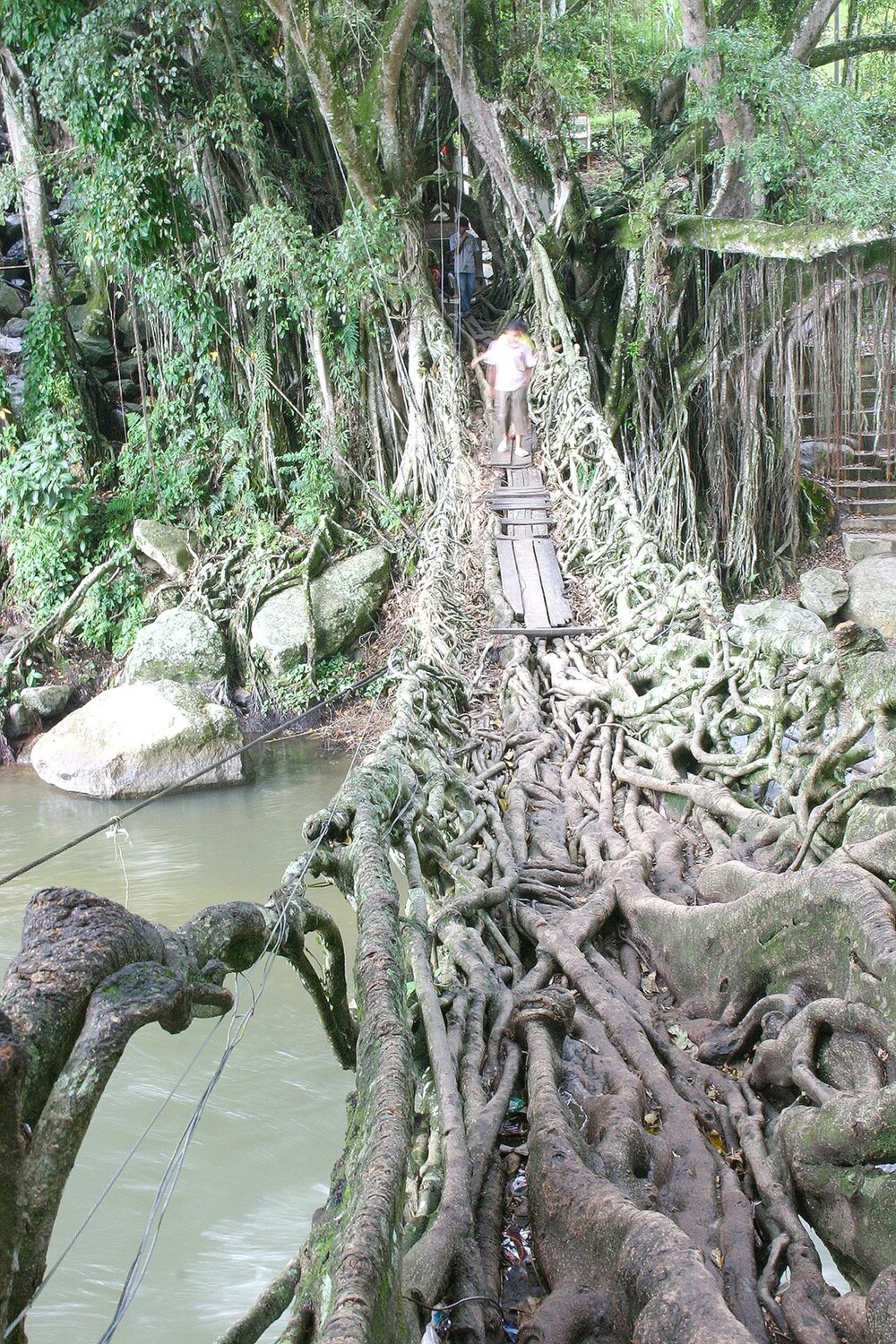 7. Мост из корней баньяна недалеко от индонезийского города Паданг. Он полностью сформировался за 26 лет (с 1890 по 1916 год) и с ростом дерева с каждым годом становится крепче. Его называют Jembatan akar, он очень популярен у туристов.