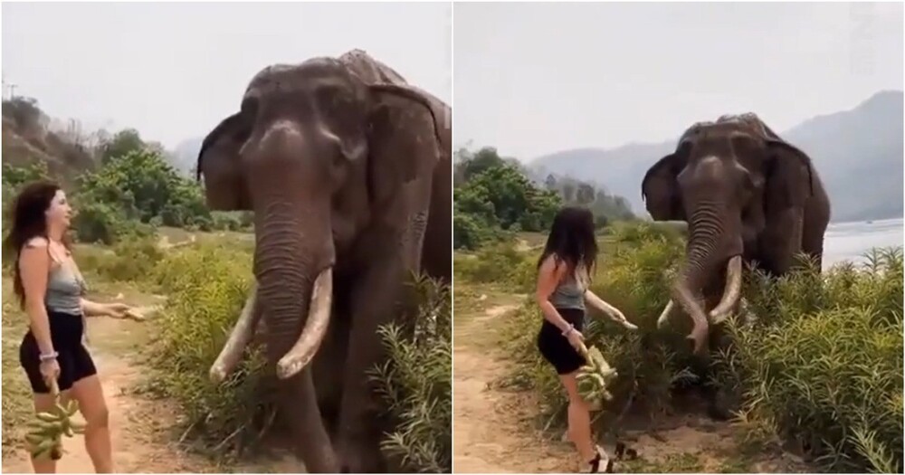 В Индии слон доходчиво объяснил женщине где её место