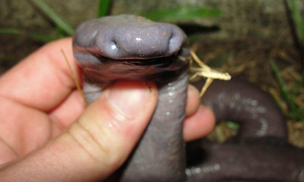 Родственник саламандры, который живёт без глаз, ушей и лёгких