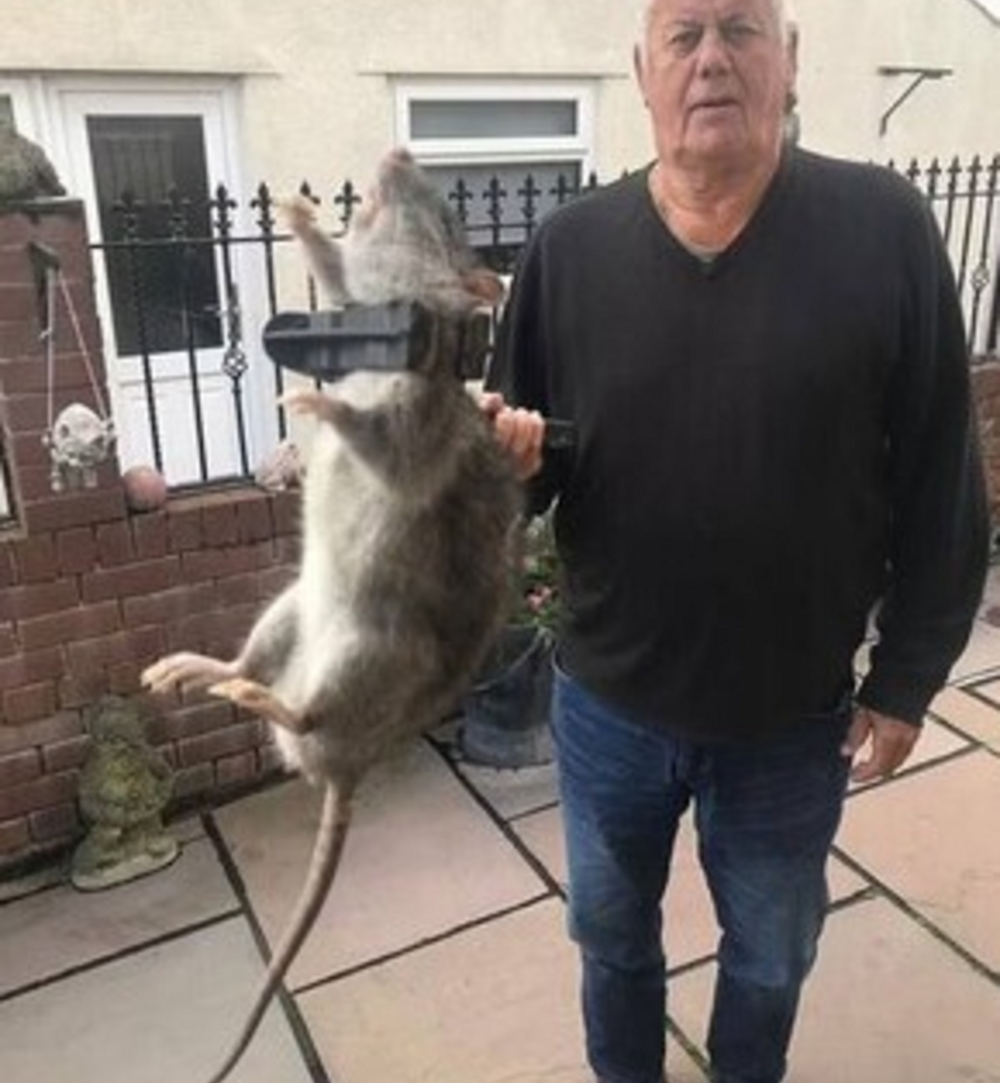 «Это вторжение!»: Англию оккупируют огромные крысы, отъевшиеся на фаст-фуде