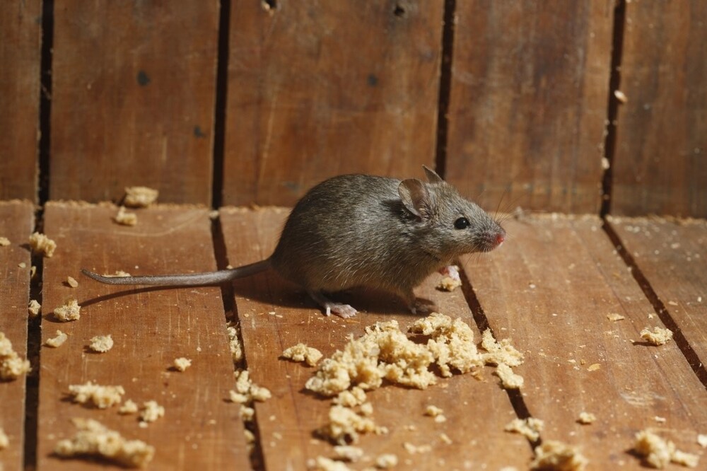 Домовая мышка