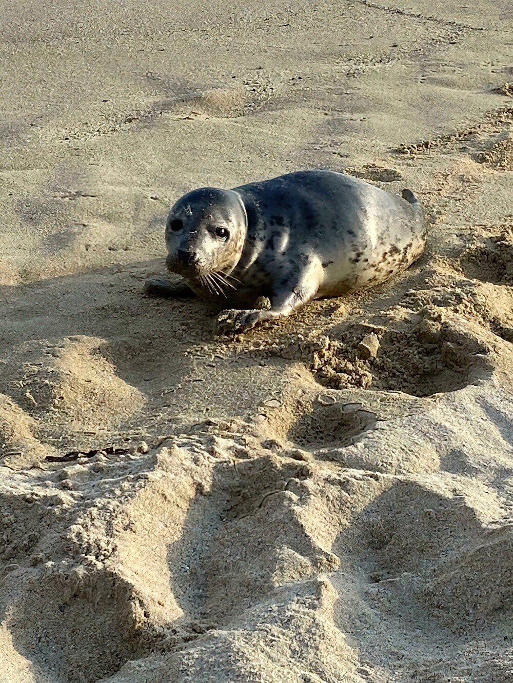 10. «Вчера на пляже рядом со мной отдыхал молодой тюлень»
