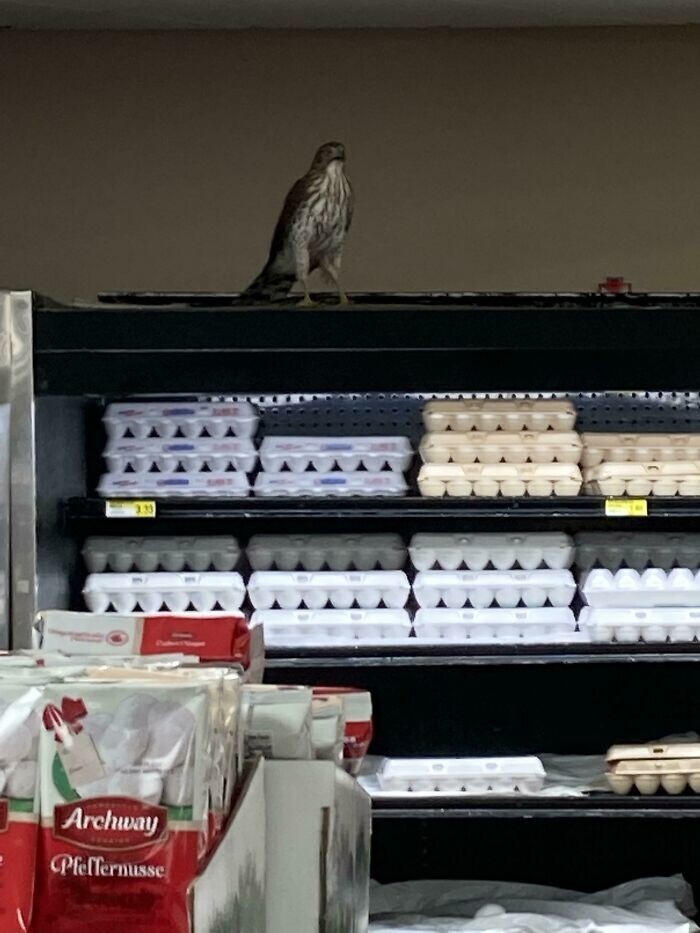 20. Ястреб охраняет яйца в супермаркете