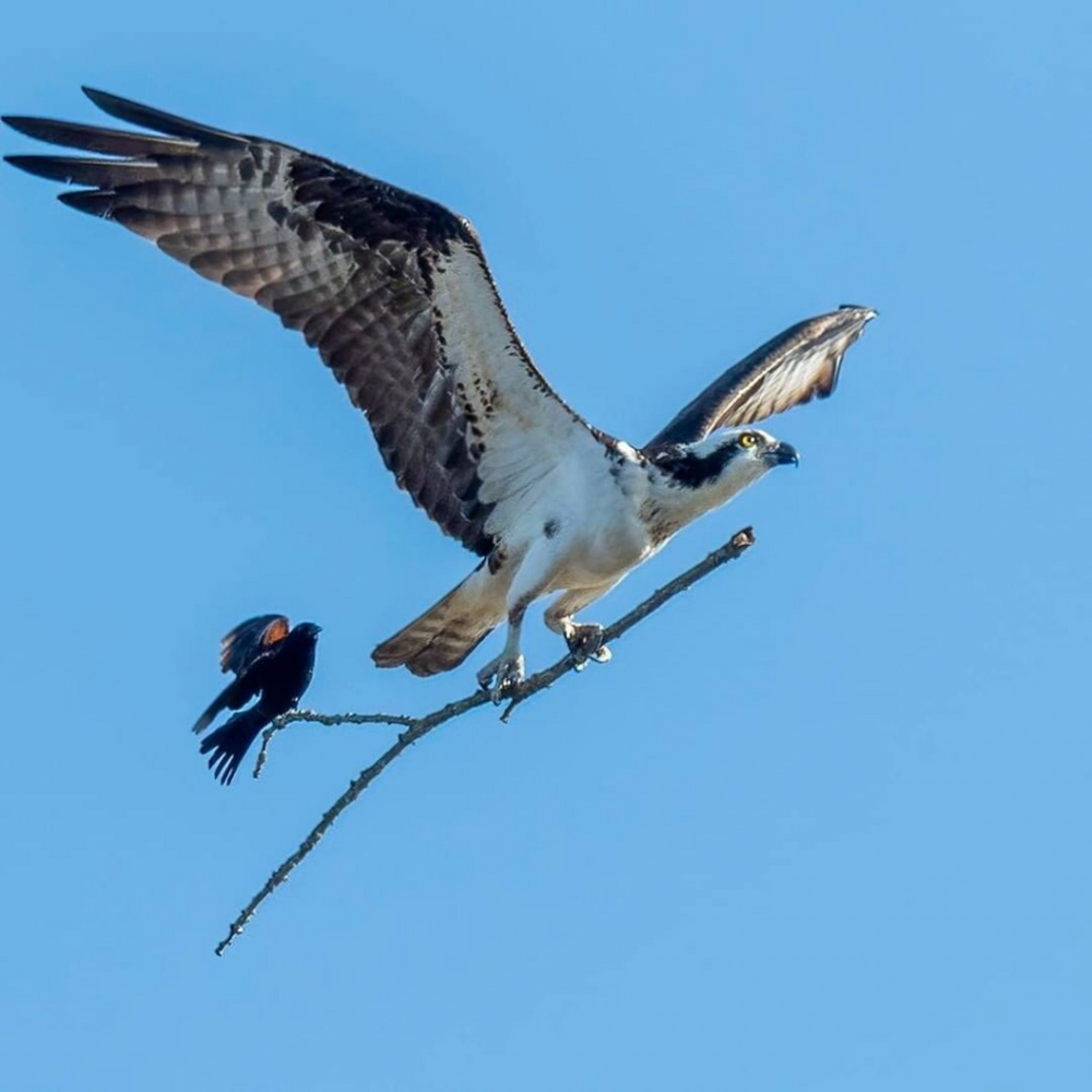 1. Фотограф дикой природы сделал этот уникальный снимок в Мичигане. Маленькая птица катается на палочке, которую взяла большая птица