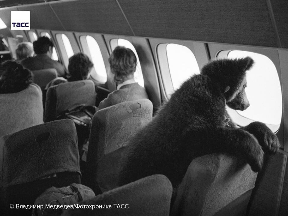 Медвежонок Даша летит в Прагу, 1987 год