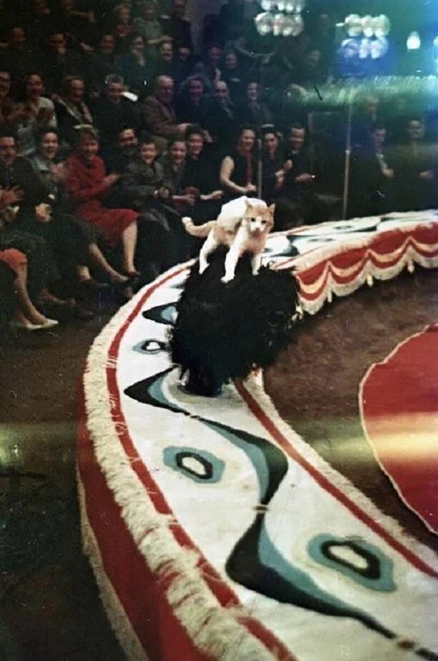 Московский цирк на Цветном бульваре. Номер дрессировщицы собак Антонины Польди. Начало 1960-х