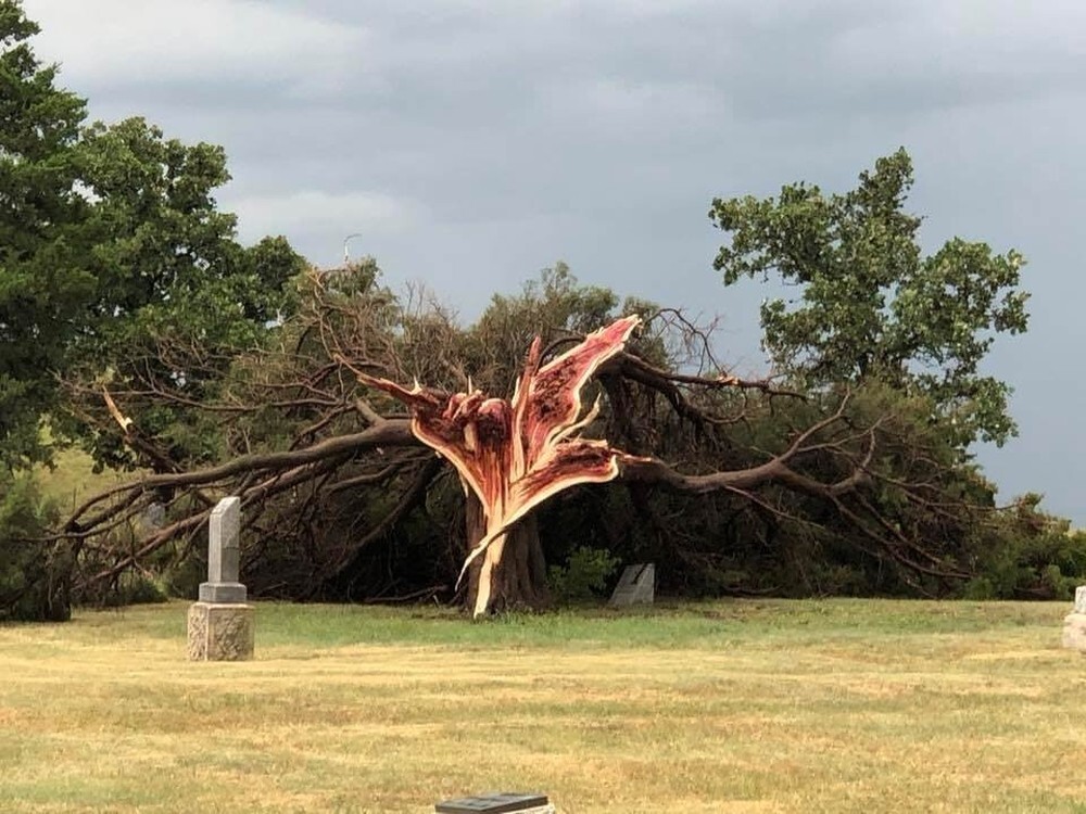 3. Ураган «вскрыл» кедровое дерево