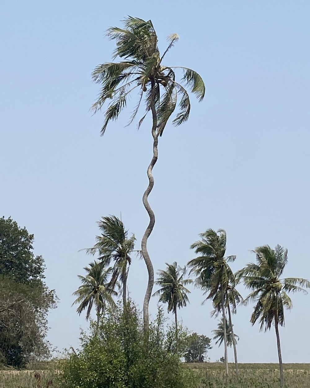 25. «Спиральная пальма, которую я видел в Таиланде»