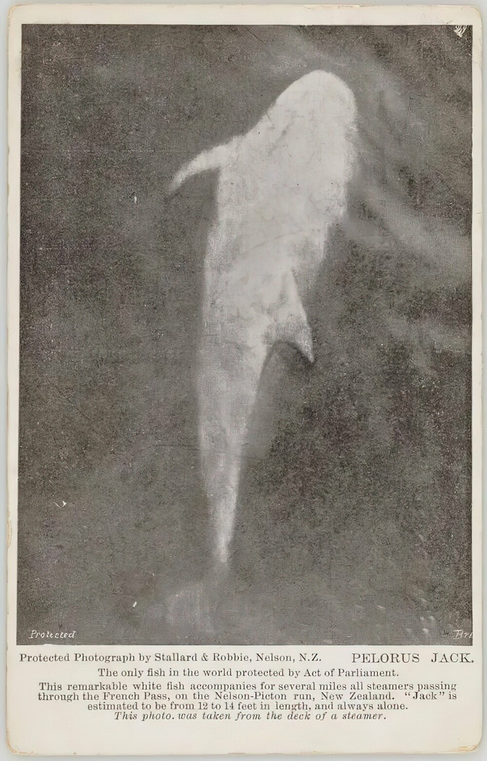 26. Это Пелорус Джек, серый дельфин, который два десятилетия помогал проводить корабли через коварный Французский перевал в Новой Зеландии