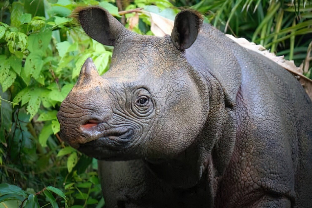 13. Это яванский носорог, находящийся под угрозой исчезновения вид. Таких носорогов осталось всего около 76 на Земле. Но есть и хорошая новость: 10 лет назад их было всего 50!