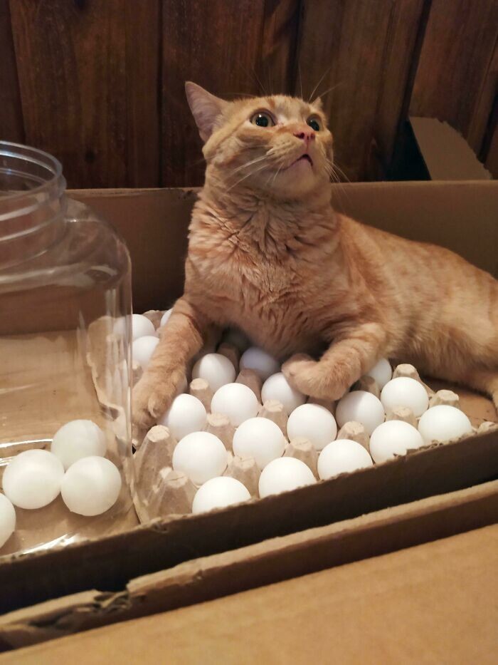 8. "А наш кот всегда любит полежать на яйцах. Купили ему шарики для пинг-понга и положили в картонку. Работает!"