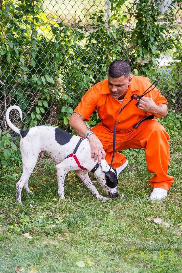 В США приютских собак отправляют в тюрьмы