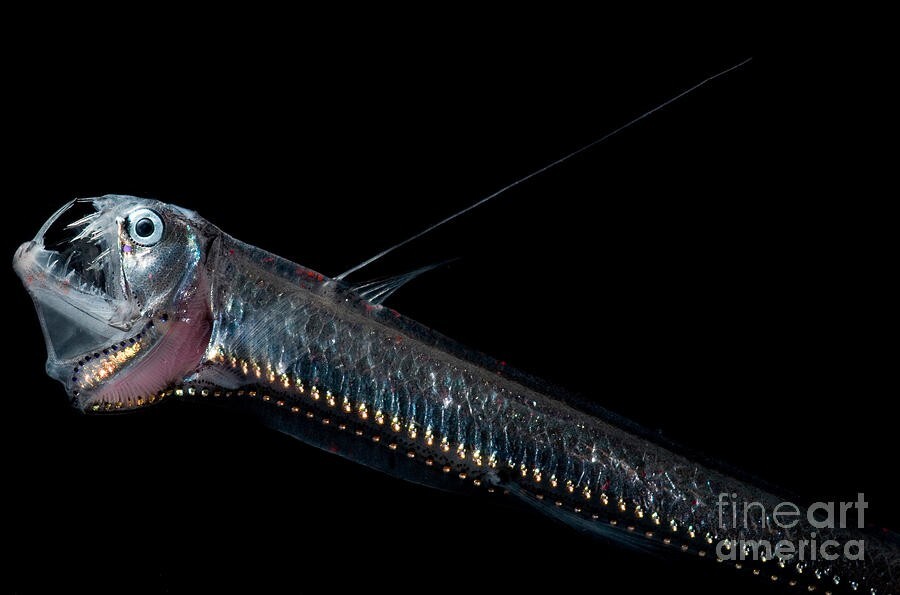 18. Хаулиоды - глубоководные рыбы, которые встречаются на глубине 500-1000 метров