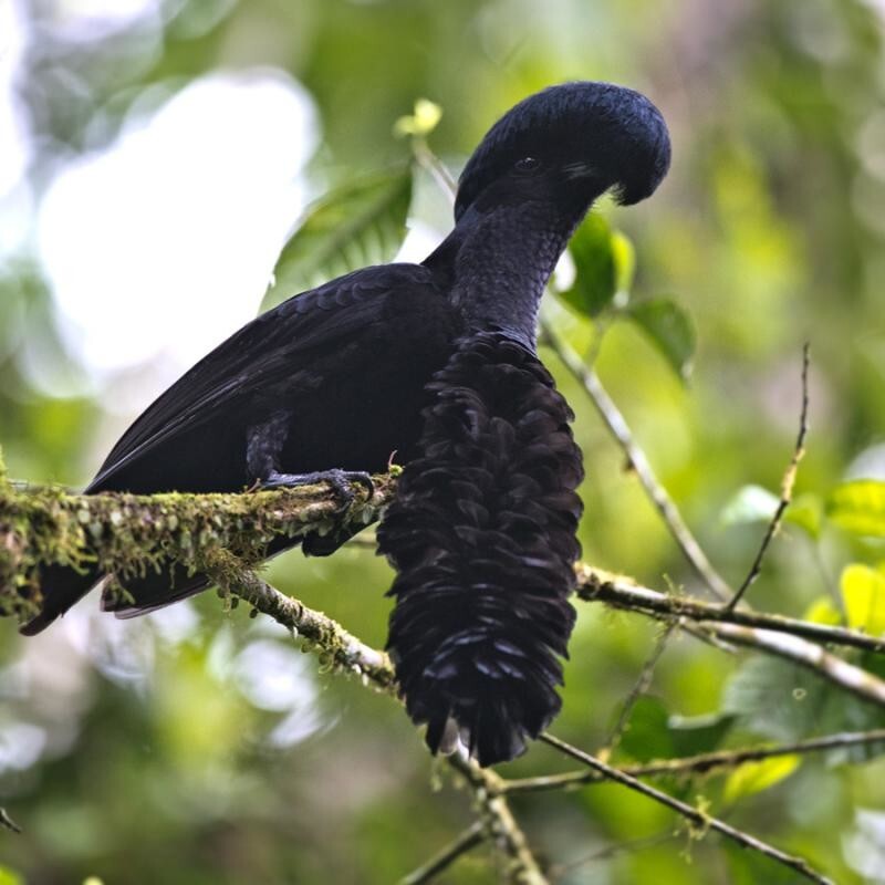 14. Эквадорская зонтичная птица обитает в Колумбии и Эквадоре. Их необычная особенность - у самцов на голове есть нависающий гребень, состоящий из перьев
