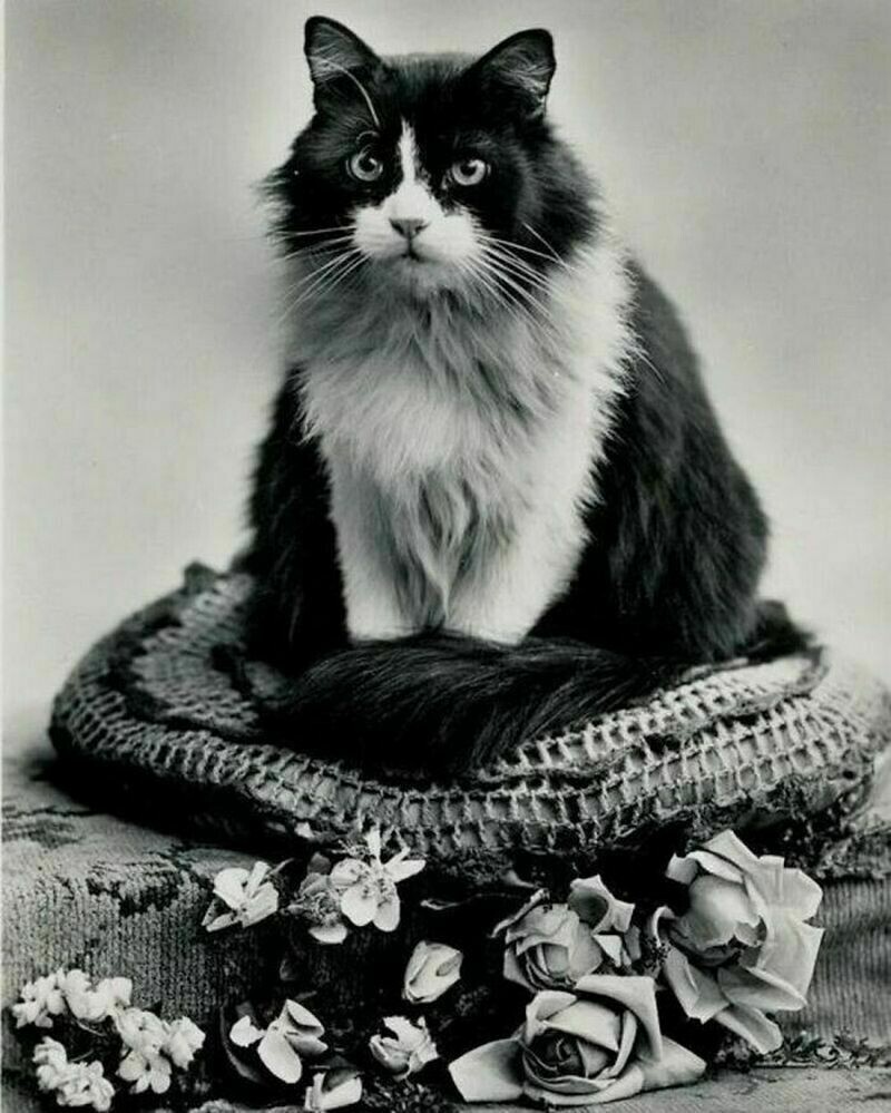 14 винтажных снимков, что в прошлом все просто обожали котов