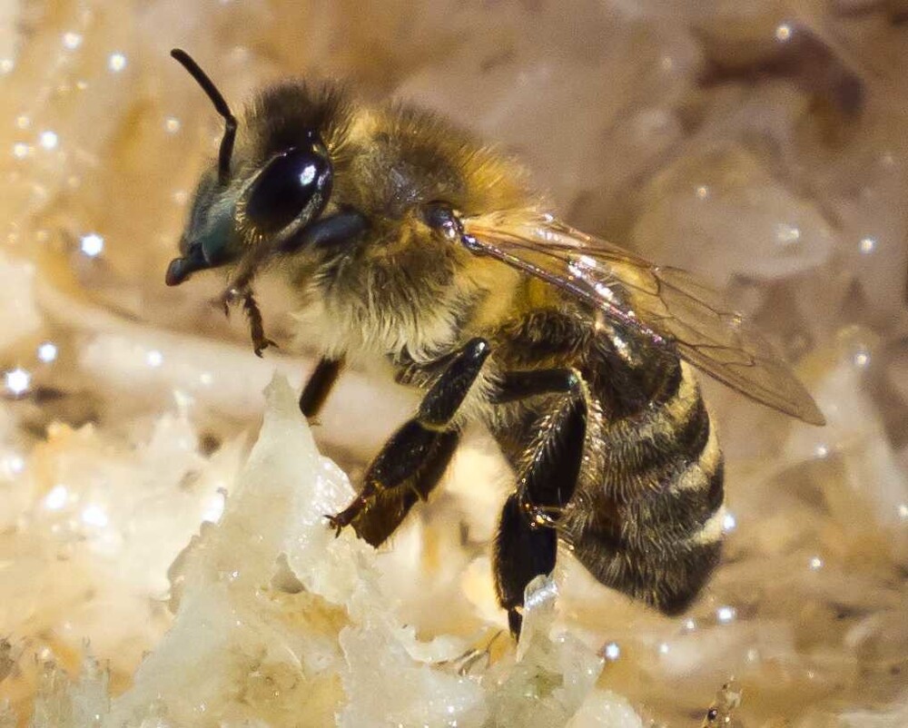 Пчелы и урбанизация: Вызовы и решения