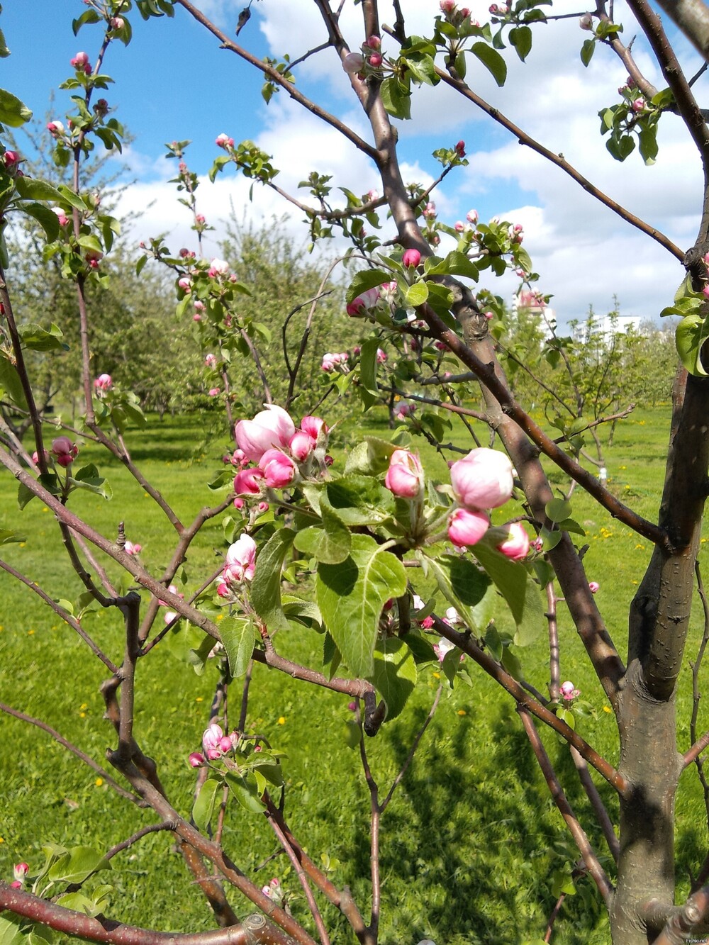 Парк Коломенское сегодня: тюльпан дразнится, яблоня в цвету и два не знаю кто...