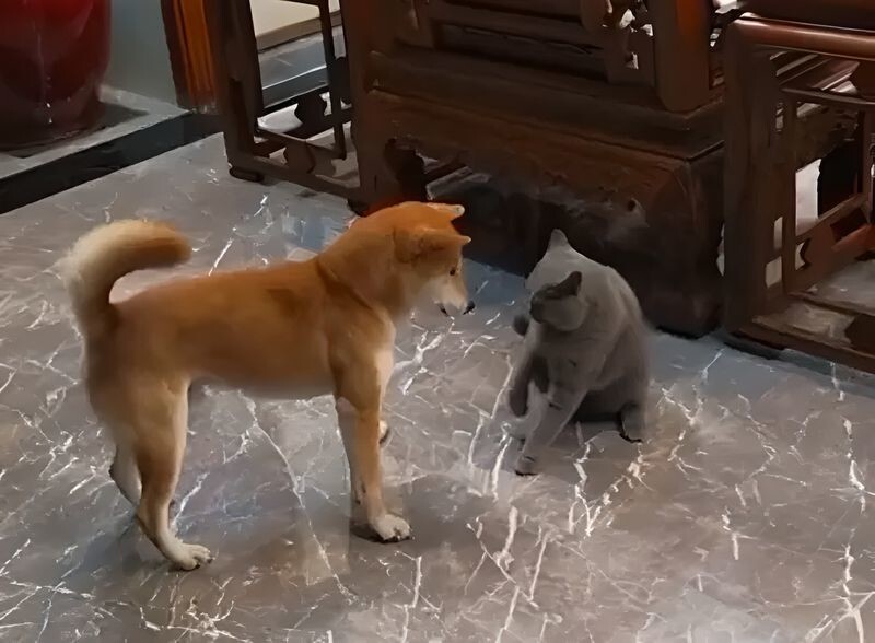 Пёс удивил кота необычной техникой боя