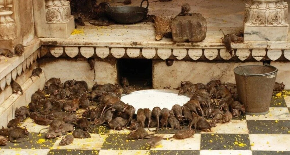 4. В Индии многие животные считаются священными, и одно из них - крыса, которой поклоняются в храме Карни Мата