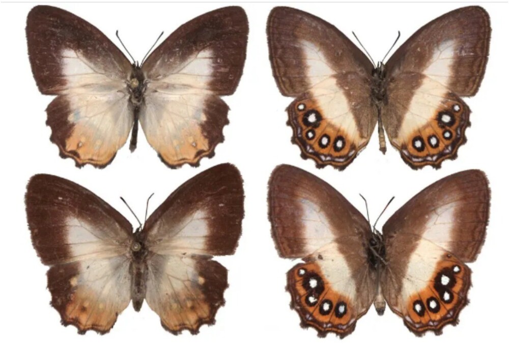 Новый вид бабочек назвали в честь главного злодея из "Властелина колец"