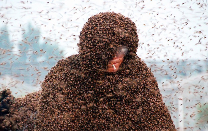 Надевание пчёл
