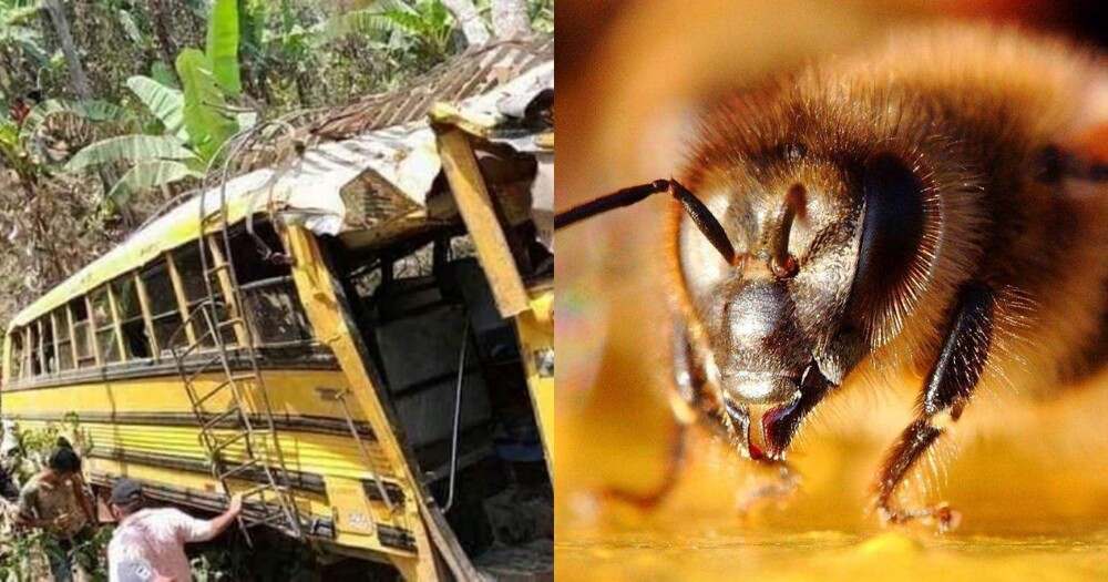 В Никарагуа шесть пассажиров автобуса погибли после атаки пчёл-убийц