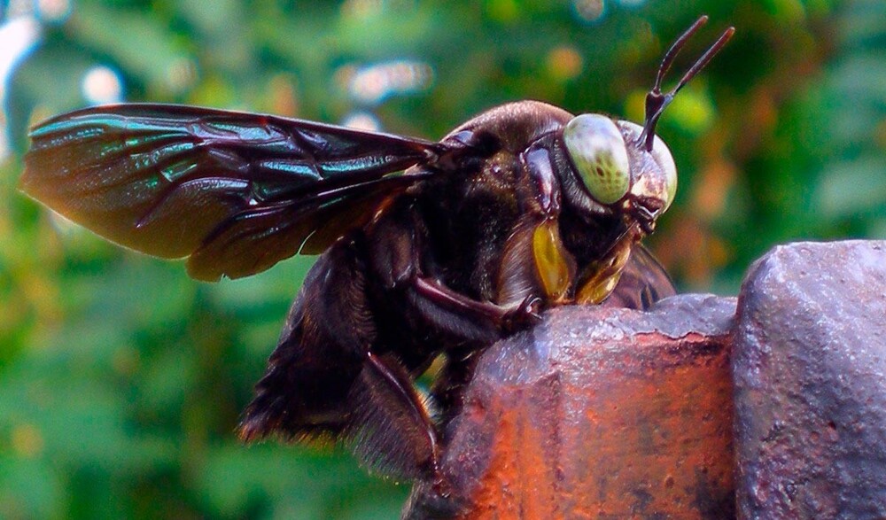 Жутковатая пчела Уоллеса