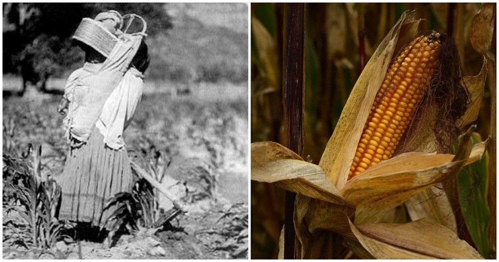 Ни на что не похожая кукуруза и откуда она взялась