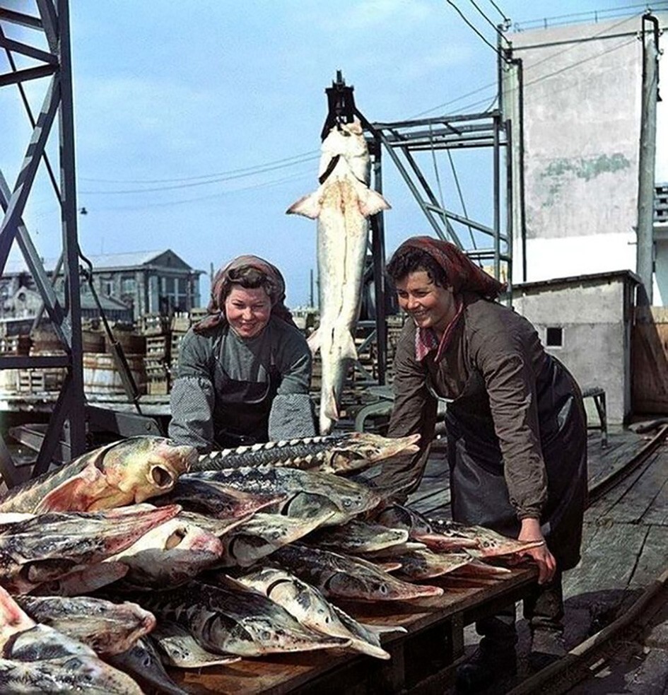 Улов на Керченском рыбокомбинате, 1955 год