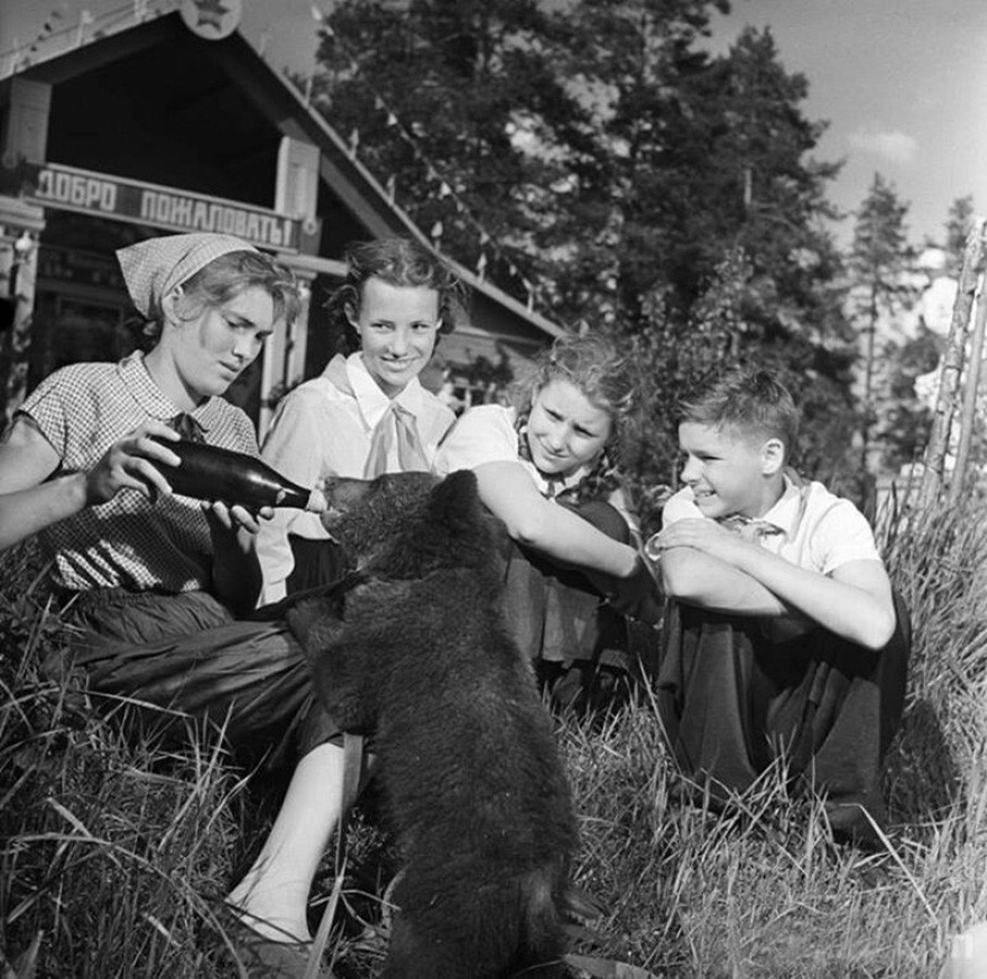Медвежонок в пионерском лагере. Ленинград 60-е