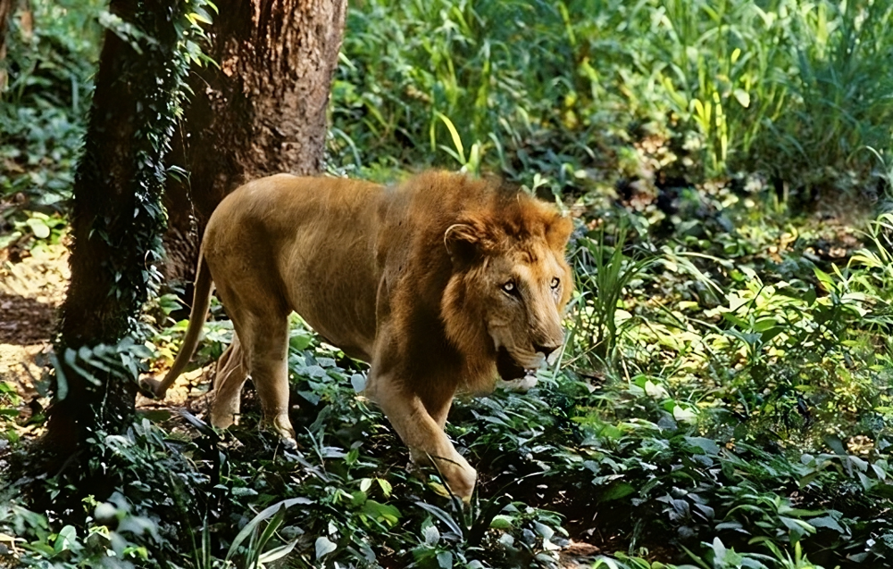 Азиатский лев: Они живут в Индии, и их осталось всего 600. Это единственный лев, который может встретиться с тигром в дикой природе!
