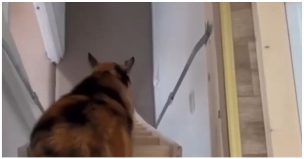 Пухлый кот спускается с лестницы