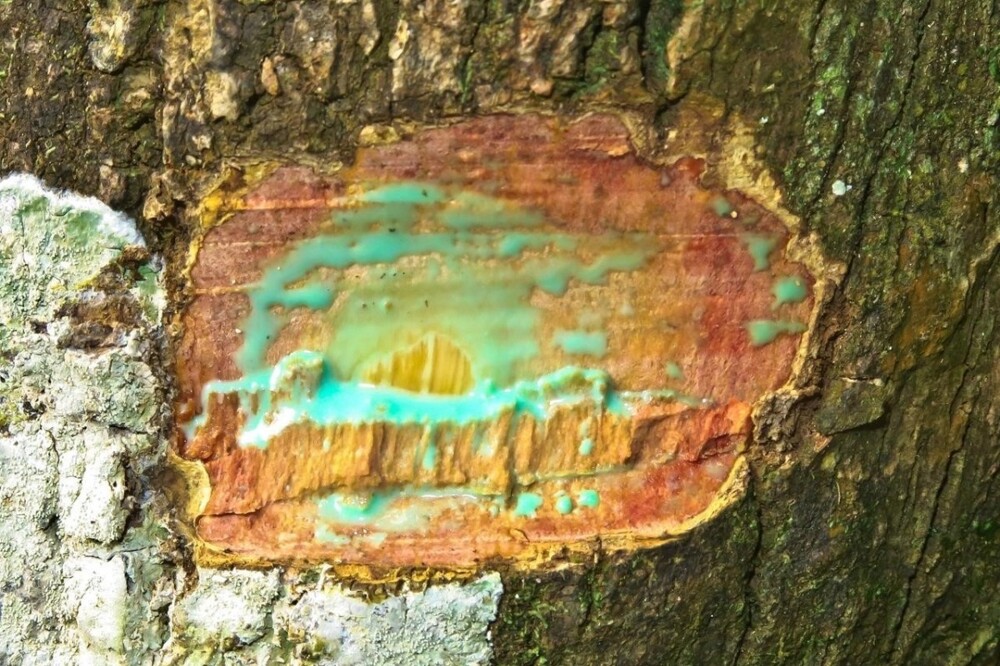 Источающее металл дерево