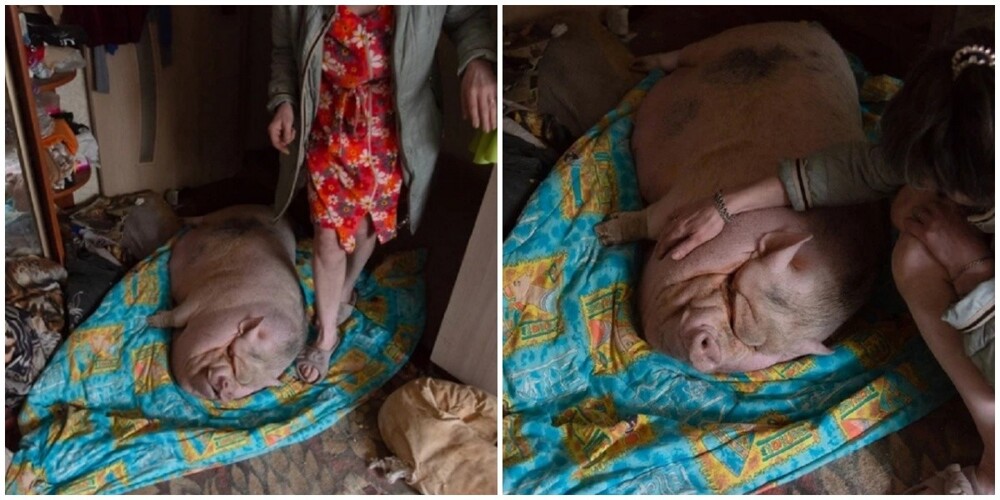 В Архангельске спасли из пожара свинью, за жизнью которой кроется трогательная история одинокой пенсионерки