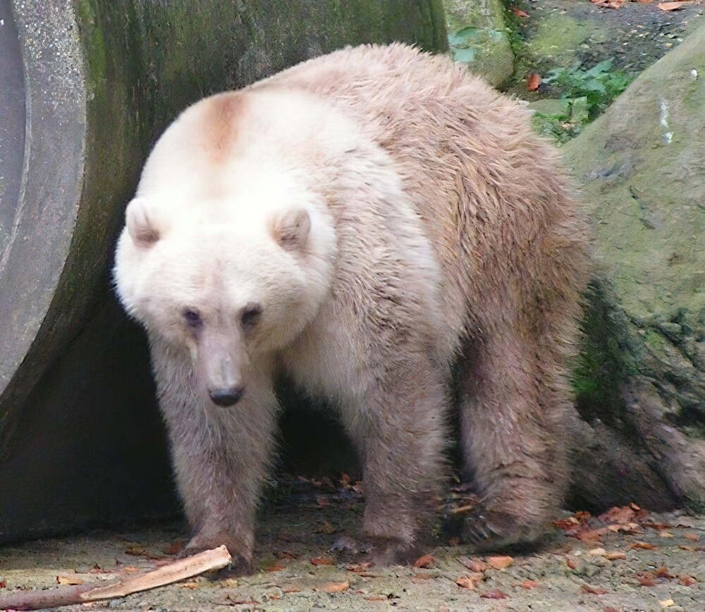 12. Существует медведь Пиззли, гибрид белого медведя и гризли. Этот гибридный вид не бесплоден и может размножаться