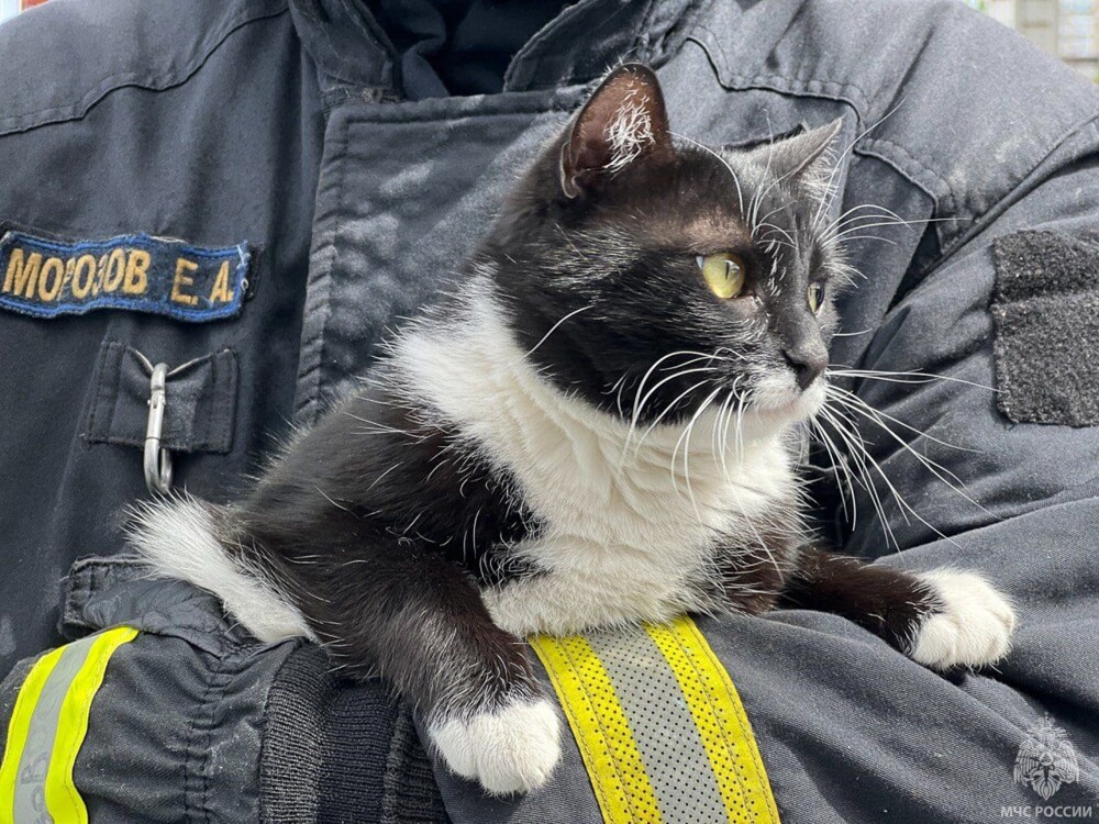 Первый в России отряд кошек-пожарных сформировали в МЧС